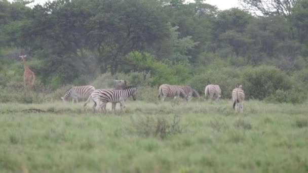 Zèbres Jouant Sanctuaire Khama Rhino Botswana — Video