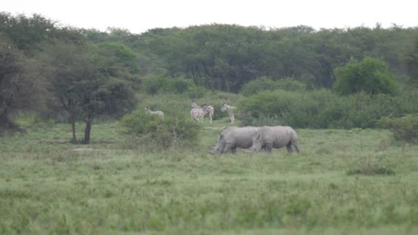 Två Noshörningar Betar Vid Khamas Noshörning Botswana — Stockvideo