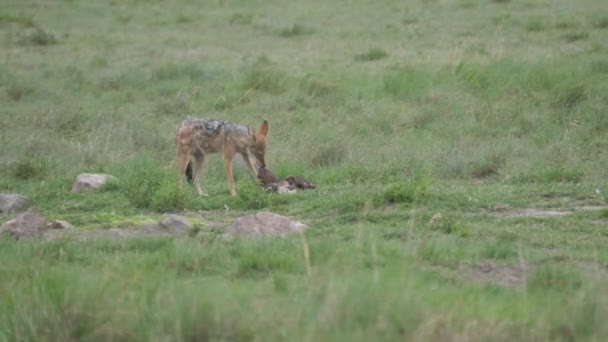 Zwarte Jakhals Die Eet Van Een Prooi Khama Rhino Sanctuary — Stockvideo