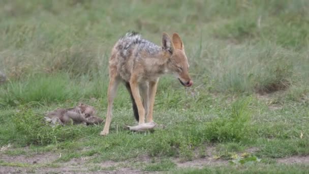 Czarnoskóry Szakal Jedzący Ofiary Khama Rhino Sanctuary Botswana — Wideo stockowe