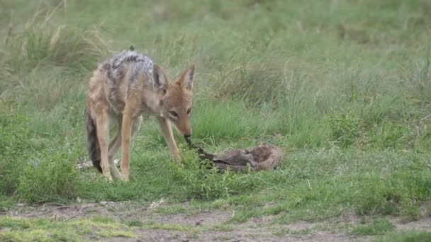 Chacal Respaldado Por Negros Comiendo Una Presa Khama Rhino Sanctuary — Vídeos de Stock