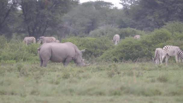 Rhino Mother Young Grazing Khama Rhino Sanctuary Botswana — Stock Video