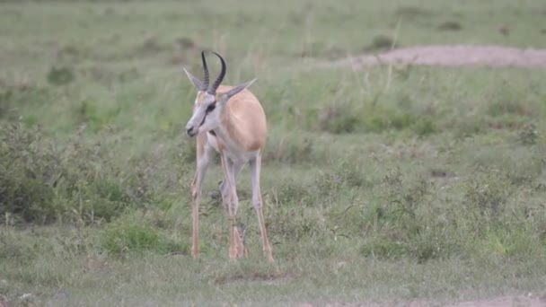 Φοβισμένος Springbok Στη Σαβάνα Του Khama Rhino Ιερό Στη Μποτσουάνα — Αρχείο Βίντεο