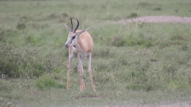 Scared Springbok Savanna Khama Rhino Sanctuary Botswana — Stock Video