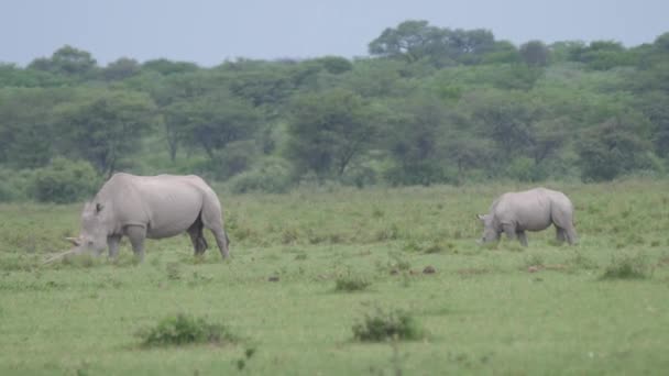 博茨瓦纳Khama Rhino保护区的犀牛妈妈和年轻的放牧 — 图库视频影像