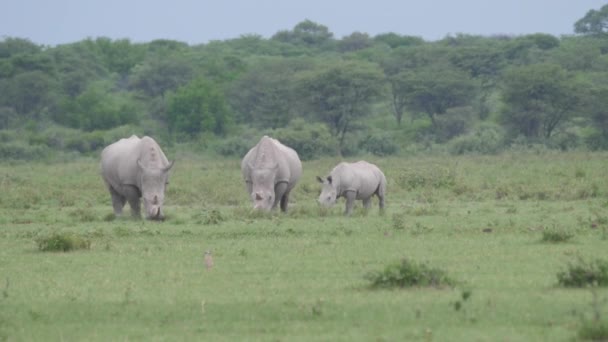 Αγέλη Ρινόκερων Που Βόσκουν Στο Ιερό Khama Rhino Στη Μποτσουάνα — Αρχείο Βίντεο