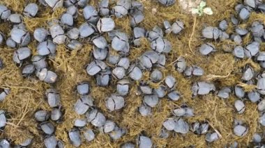 Bokböceği sürüsü Botsvana 'daki Khama Rhino Sığınağı' nda gübre topluyor ve onları eleştiriyor.