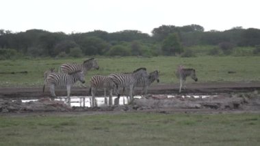 Botswana 'daki Khama Rhino Sığınağı' ndaki bir su birikintisinde zebra sürüsü.