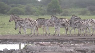 Botswana 'daki Khama Rhino Sığınağı' ndaki bir su birikintisinde zebra sürüsü.