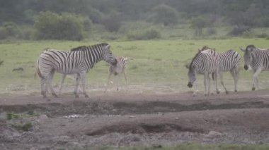 Botswana 'daki Khama Rhino Sığınağı' nda zebra sürüsü.
