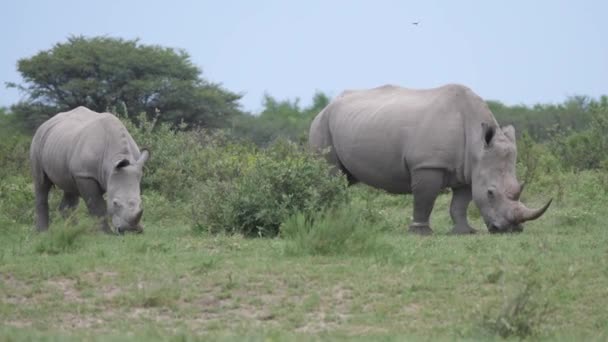 Rhino Moeder Jong Grazen Khama Rhino Sanctuary Botswana — Stockvideo