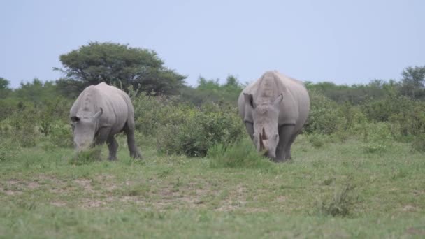 ボツワナのKhama Rhinoの保護区でのRhinoの母親と若い放牧 — ストック動画