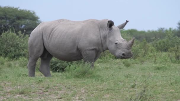 Rhino Vlucht Bij Khama Rhino Sanctuary Botswana — Stockvideo