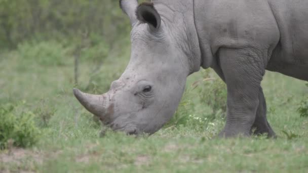 Close Van Een Neushoorn Jong Grazen Khama Rhino Sanctuary Botswana — Stockvideo