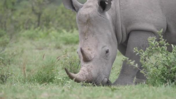 Close Van Een Neushoorn Grazen Khama Rhino Sanctuary Botswana — Stockvideo