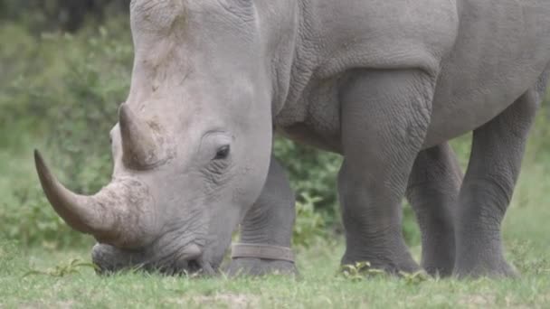 Close Van Een Neushoorn Grazen Khama Rhino Sanctuary Botswana — Stockvideo