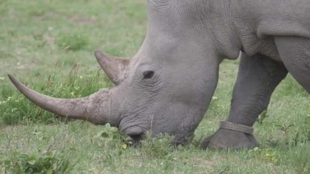 Blisko Nosorożca Pasącego Się Khama Rhino Sanctuary Botswanie — Wideo stockowe