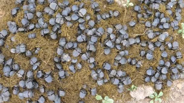 Group Scarab Dung Beetles Forage Sift Pile Dung Khama Rhino — Stock Video