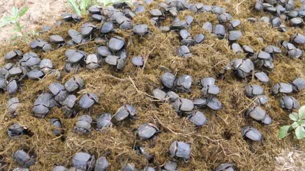Gruppen Skarabédyngbaggar Vallar Och Siktar Genom Högen Dynga Vid Khama — Stockvideo