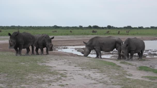 博茨瓦纳卡马犀牛保护区水坑周围的犀牛群 — 图库视频影像