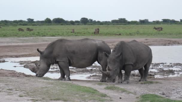 Dos Rinocerontes Alrededor Pozo Agua Khama Rhino Sanctuary Botswana — Vídeo de stock