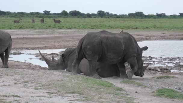 Branco Rinoceronti Attorno Una Pozza Acqua Nel Santuario Khama Rhino — Video Stock