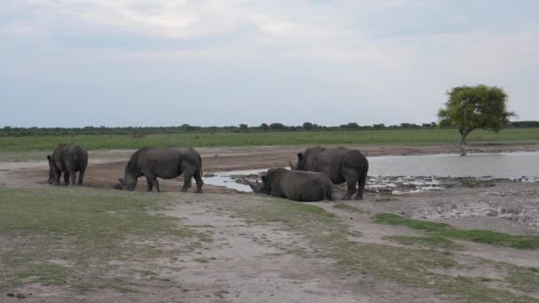 Hjord Noshörningar Runt Ett Vattenhål Vid Khamas Noshörningshem Botswana — Stockvideo