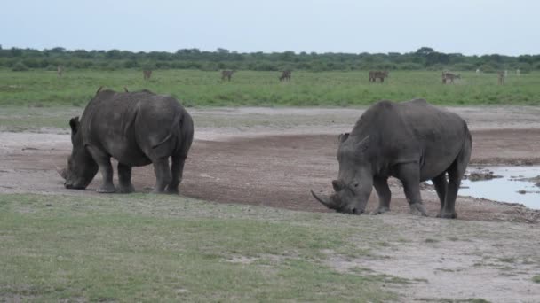 博茨瓦纳Khama Rhino保护区水坑周围的两只犀牛 — 图库视频影像