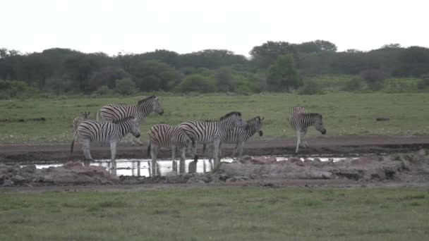 Hjord Zebror Runt Ett Vattenhål Vid Khamas Noshörningshem Botswana — Stockvideo