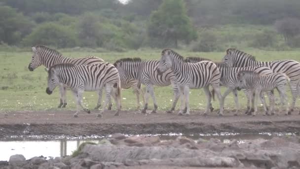 Herd Zebras Waterhole Khama Rhino Sanctuary Botswana — Stock Video