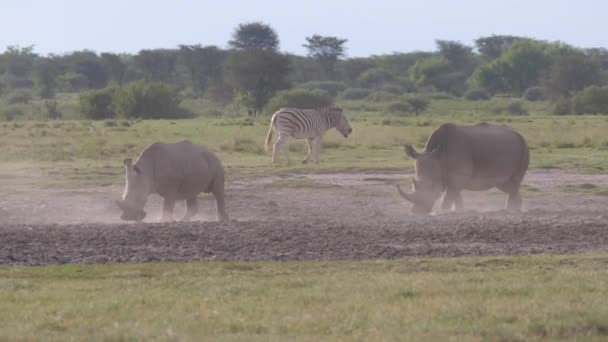 Пан Матери Носорога Молодых Зебр Святилище Кхама Носорог Ботсване — стоковое видео