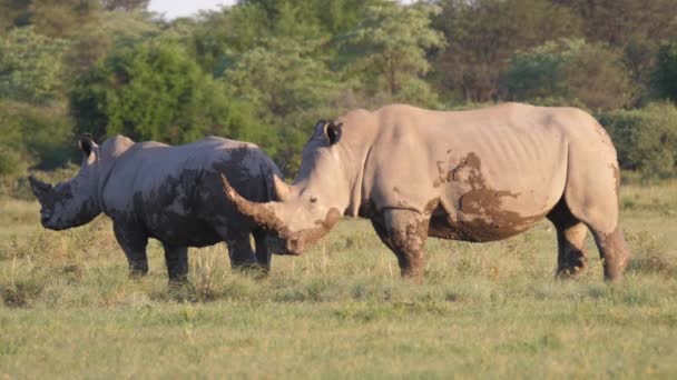 Грязный Носорог Мать Молодые Саванне Khama Rhino Sanctuary Ботсвана — стоковое видео