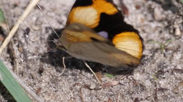 Бабочка Распускает Крылья Озере Нгами Ботсване — стоковое видео