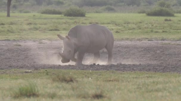 Малыш Носорог Идет Пыльной Саванне Святилища Кхама Носорогов Ботсване — стоковое видео
