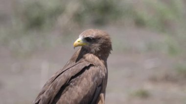Botswana 'daki Ngami Gölü' nün etrafında sarı gagalı bir uçurtmanın yakınında.