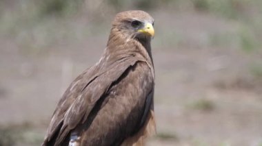 Botswana 'daki Ngami Gölü' nün etrafında sarı gagalı bir uçurtmanın yakınında.