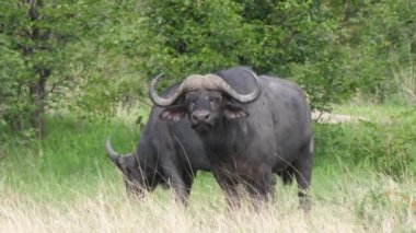Botsvana 'daki Moremi oyun parkında Afrikalı bufalo sürüsü