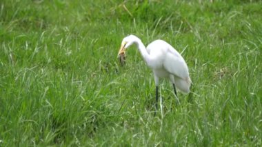 Botswana 'daki Moremi oyun parkında kurbağa yiyen büyük balıkçıl.