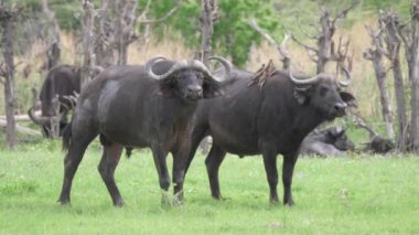 Botsvana 'daki Moremi oyun parkında Afrikalı bufalo sürüsü