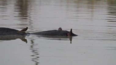 Botswana 'daki Moremi Oyun Rezervi' nde gölde su aygırı üstünde bir kuş.