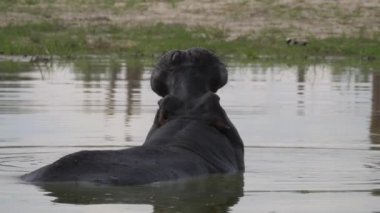 Suaygırı, Botswana 'daki Moremi oyun parkında esniyor.