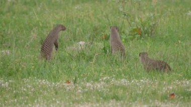 Banded Mongoose Moremi Oyun Rezervi, Botswana 'ya bakıyor.