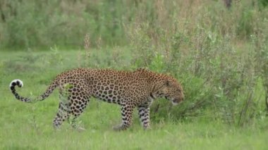 Leopar Botswana 'daki Moremi oyun parkında çalıların arasında yürüyor.