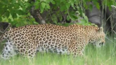 Leopar Botswana 'daki Moremi Oyun Rezervinde yürüyor