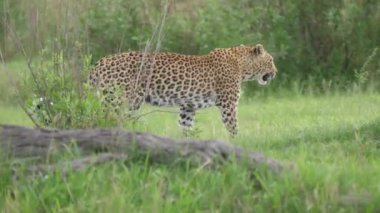 Leopar Botswana 'daki Moremi oyun parkında çalıların arasında yürüyor.