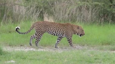 Leopar Botswana 'daki Moremi oyun parkında çalıların arasında yürüyor.