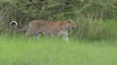 Leopar Botswana 'daki Moremi oyun parkında çalıların arasında yürüyor.