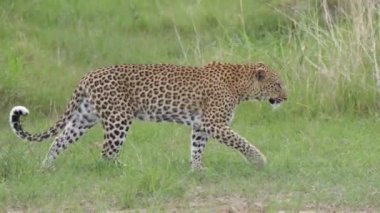 Botswana 'daki Moremi oyun parkında yürüyen leopar kadın.
