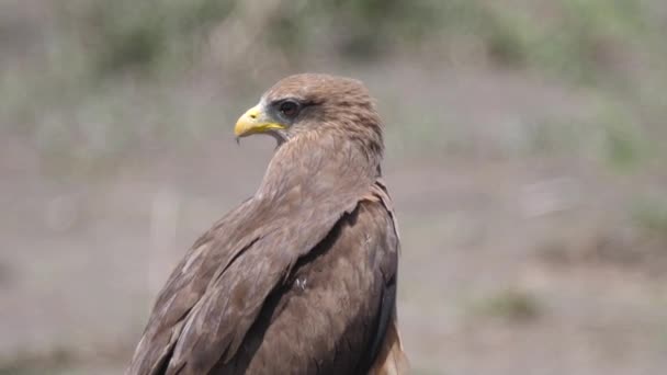 Close Yellow Billed Kite Lake Ngami Botswana — Stock video