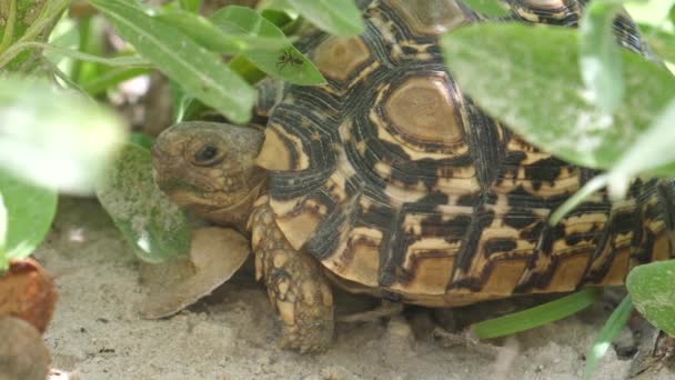 Close Van Een Luipaardschildpad Bij Moremi Game Reserve Botswana — Stockvideo